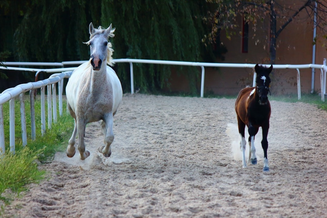 Two horses run across a sandy outdoor arena.